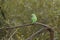 A wild ring-necked, or rose-ringed Parakeet, perching on a tree in the rain in the UK. It is the UK`s most abundant naturalised pa