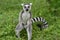 Wild ring-tailed lemur, Madagascar