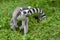 Wild ring-tailed lemur, Madagascar