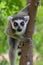 Wild ring-tailed lemur, Madagascar