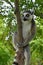 Wild ring-tailed lemur, Madagascar