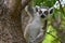 Wild ring-tailed lemur, Madagascar