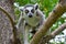 Wild ring-tailed lemur, Madagascar