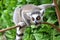 Wild ring-tailed lemur, Madagascar