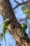 wild ringed neck parrots on a tree trunk in the forest