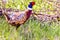 Wild Ringed Neck Pheasant