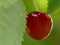 Wild ripe cherry in a tree