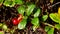 Wild ripe forest lingonberry