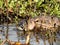 Wild river muskrat water close-up