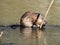 Wild river muskrat water close-up