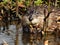 Wild river muskrat water close-up