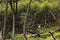 Wild river in an overgrown forest, Tierra Del Fuego, Chile