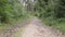 Wild road in forest. Sand and plants in daylight