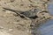 Wild roadrunner in Big Bend National Park