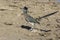 Wild roadrunner in Big Bend National Park