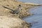 Wild roadrunner in Big Bend National Park