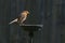 Wild robin, erithacus rubecula, perched on suet garden bird feeder