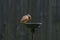 Wild robin, erithacus rubecula, perched on suet garden bird feeder