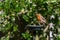 Wild robin, erithacus rubecula, perched on suet garden bird feeder