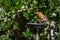 Wild robin, erithacus rubecula, perched on suet garden bird feeder