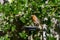 Wild robin, erithacus rubecula, perched on suet garden bird feeder