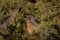 Wild Robin in an evergreen tree