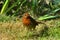 Wild Robin with nesting material in its beak