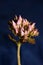 Wild rock flower blossom close up sedum spurium family crassulaceae modern botanical big size print high quality floral macro