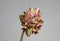 Wild rock flower blossom close up sedum spurium family crassulaceae modern botanical big size print high quality floral macro