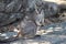 Wild rock-wallaby