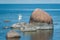 Wild rocky coastline of the Baltic sea in summer. Two white swans on the coast.