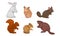 Wild Rodent Animals Set, Chipmunk, Chinchilla, Hamster, Squirrel, Rabbit, Cavy Vector Illustration