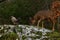 Wild roe deer, Capreolus capreolus and chickens together in harmony.