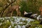 Wild roe deer, Capreolus capreolus and chickens together in harmony.