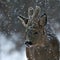 A wild roe deer, Capreolus capreolus male head photo in a snowstorm in wintery landscape .