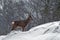 A wild roe deer, Capreolus capreolus male in a snowstorm in wintery landscape .