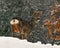 A wild roe deer, Capreolus capreolus male in a snowy wintery landscape .