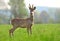 Wild roe deer in coat changing process