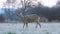 Wild roe deer in a frost covered field during winter season