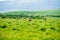 Wild roe deer at grassland