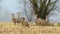 Wild roe deer herd, grazing in a field