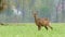 Wild roe deer, peeing in a field