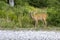 Wild Roe Deer Photo in Forest