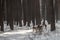 Wild roe deer in the snow-covered winter forest, reserve Kyiv region, Ukraine