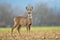 Wild roe deer standing in a field