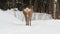 Wild roe deer in winter nature. Capreolus capreolus