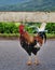 Wild Rooster