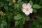 wild rose blooms. Bush rose. rosehip flower close up