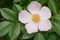 Wild rose blooms. Bush rose. rosehip flower close up