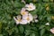 Wild rose blooms. Bush rose. rosehip flower close up